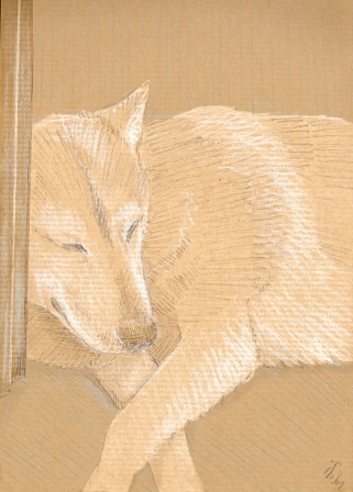 chien_02.jpg