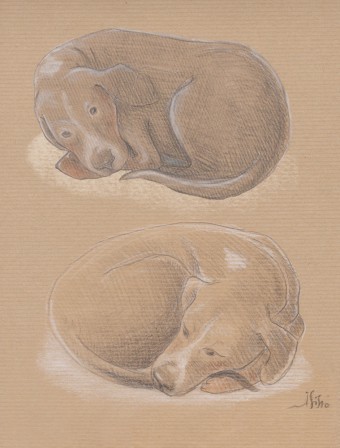 chien.jpg